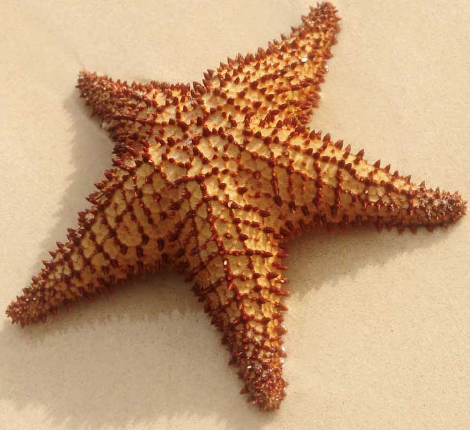 Starfish
